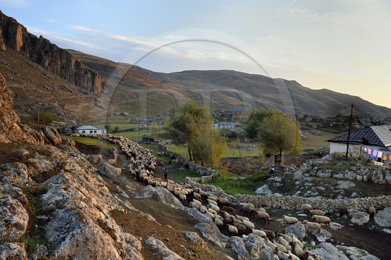 Azerbaijan, Quba (Guba) region, Greater Caucasus mountain range, village of Giriz at dawn, departure of sheep for the meadows