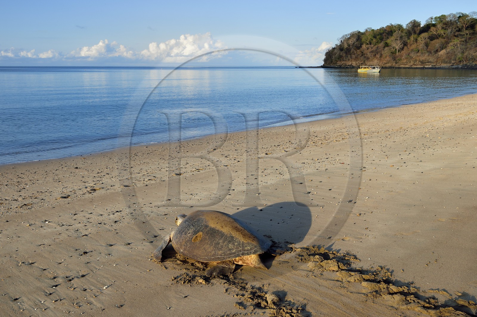 France, Mayotte island (French overseas department), Grande-Terre, Kani-Keli, N’Gouja beach, green sea turtle (Chelonia mydas) joining the sea after laying