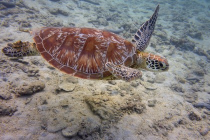 France, Ile de la Reunion, Côte Ouest, Saint-Gilles-Les-Bains (commune de Saint-Paul), le récif corallien du lagon de l'Ermitage, tortue verte (Chelonia mydas) (vue sous-marine)