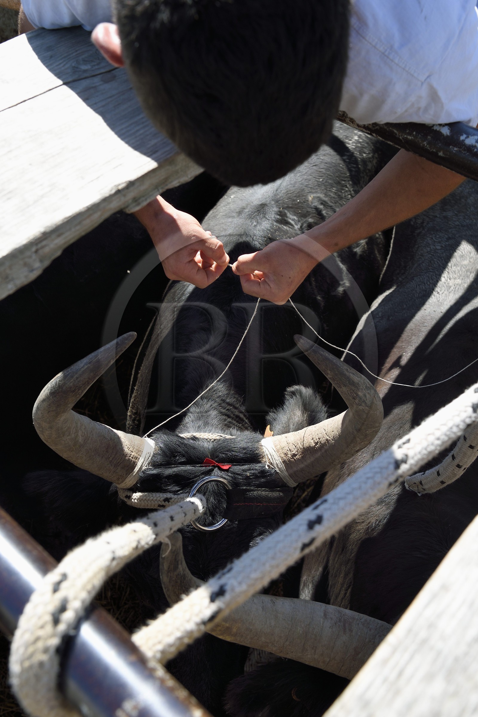 France, Bouches du Rhone, Parc naturel regional de Camargue (Regional Natural Park of Camargue), manade Jacques Mailhan, preparing the decorations of the bull that will participate at the course camarguaise