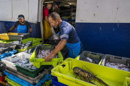 France, Hérault (34), Sète, Port de pêche, retour des chalutiers à quai et déchargement de la pêche