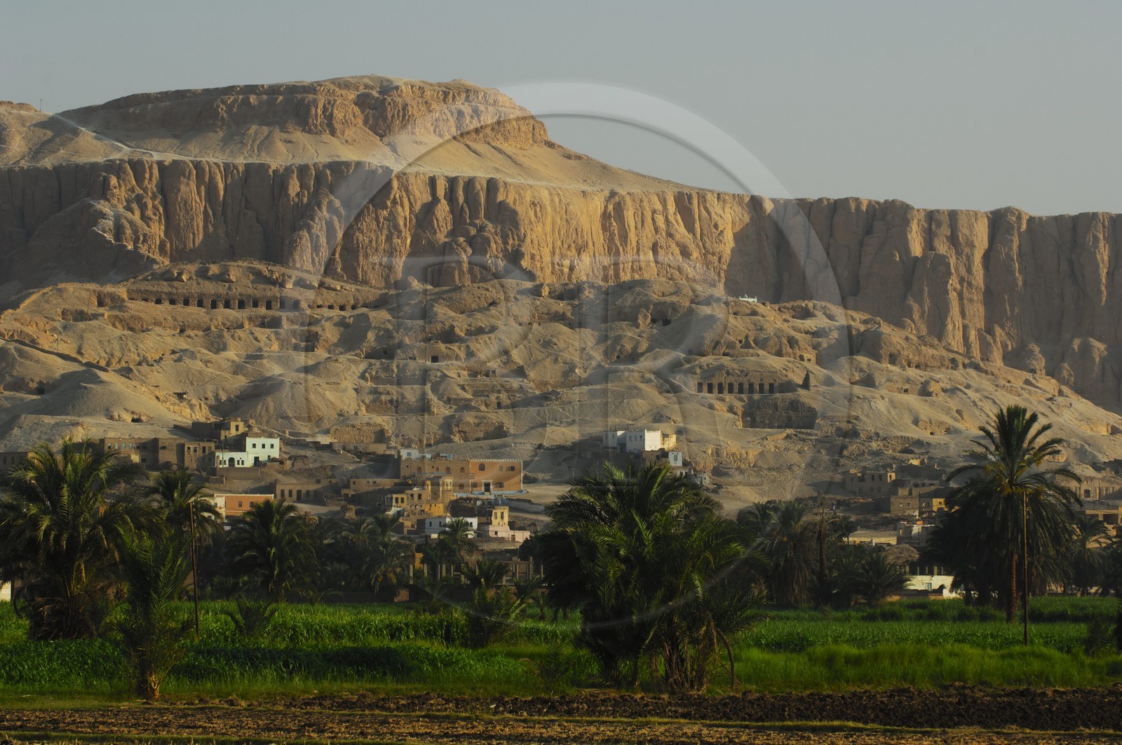 Egypte, Haute Egypte, vallée du Nil, Louxor, la rive ouest, champs