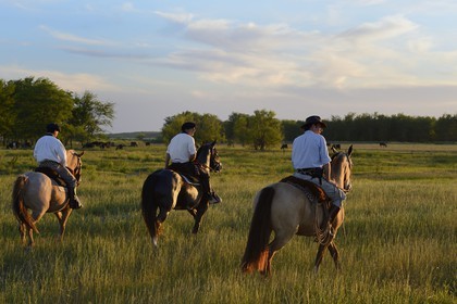 Argentine, province de Buenos Aires, San Antonio de Areco, estancia La Bamba de Areco, gauchos au travail dans la pampa