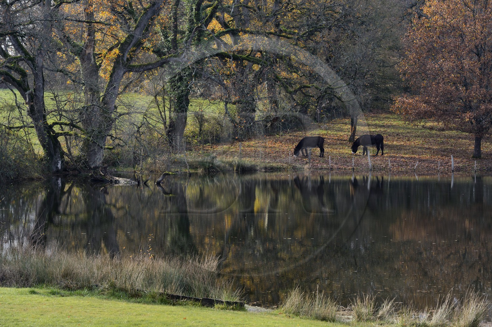 France, Indre (36), le Berry, parc naturel régional de la Brenne, Rosnay, ânes au bord d'un étang à Le Bouchet