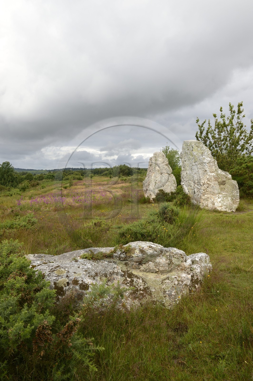 France, Ille-et-Vilaine (35), Saint-Just, monuments mégalithiques de la Lande de Cojoux, menhirs appelés Les Demoiselles