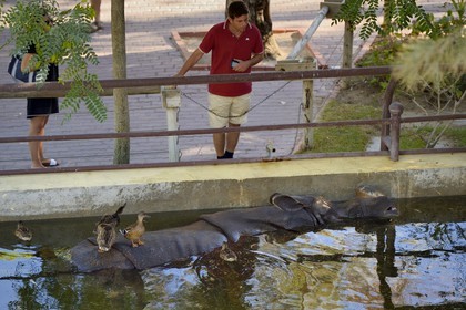 Portugal, Lisbon, Zoological Garden, Greater Indian Rhinoceros (Rhinoceros unicornis)