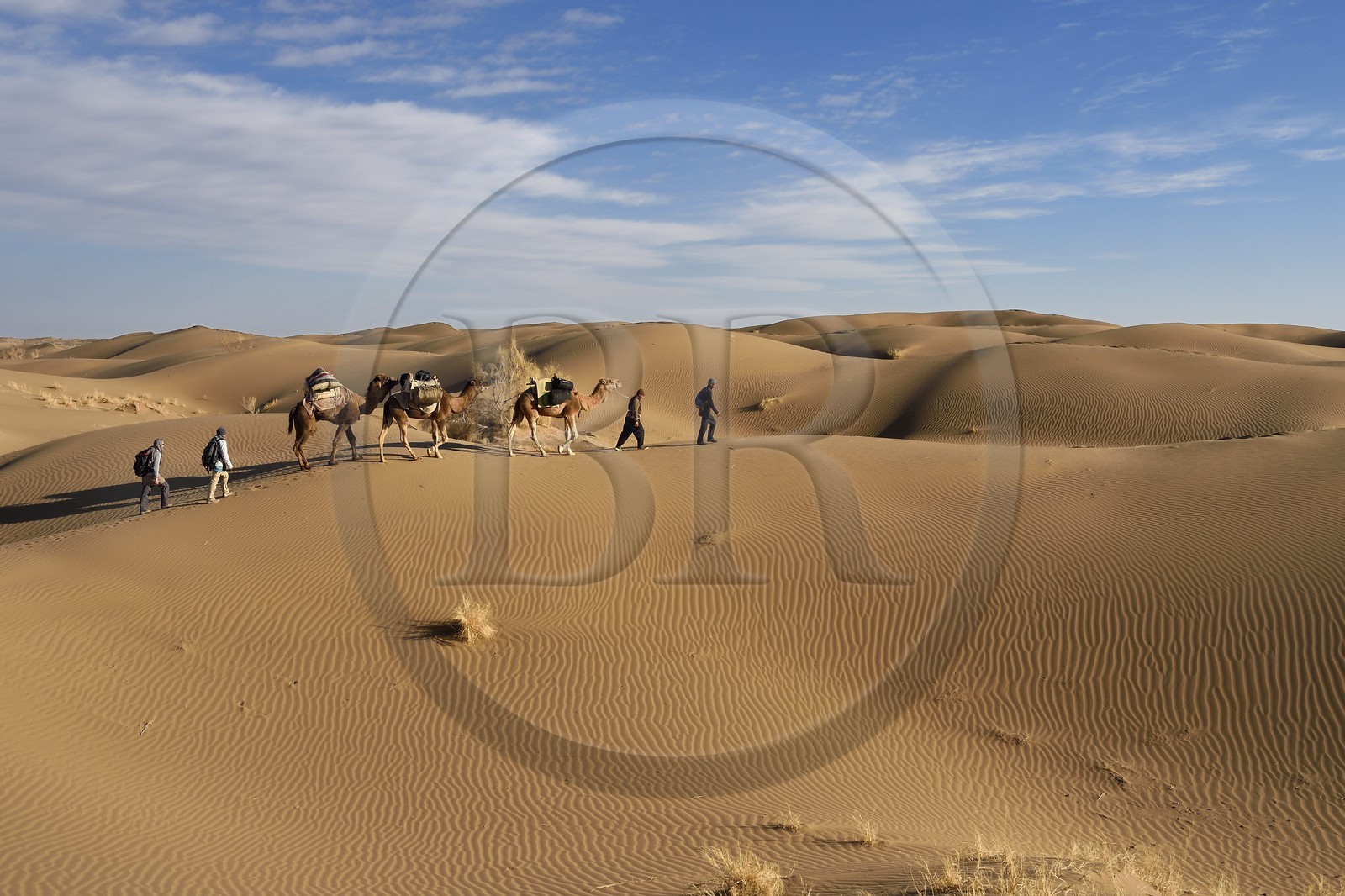 Iran, Province d'Ispahan, désert du Dasht-e Kavir, Mesr dans la région de Khur et Biabanak, caravane de dromadaires dans les dunes du lieu dit de Kuh e-Sefid lors d'une randonnée chamelière