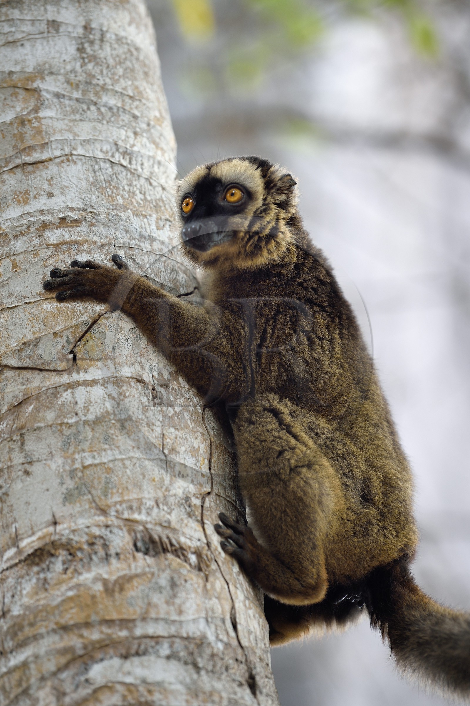 France, Ile de Mayotte, Grande-Terre, Kani-Keli, le Jardin Maoré à la plage de N’Gouja, Lémur fauve (Eulemur fulvus mayottensis) appelé aussi maki