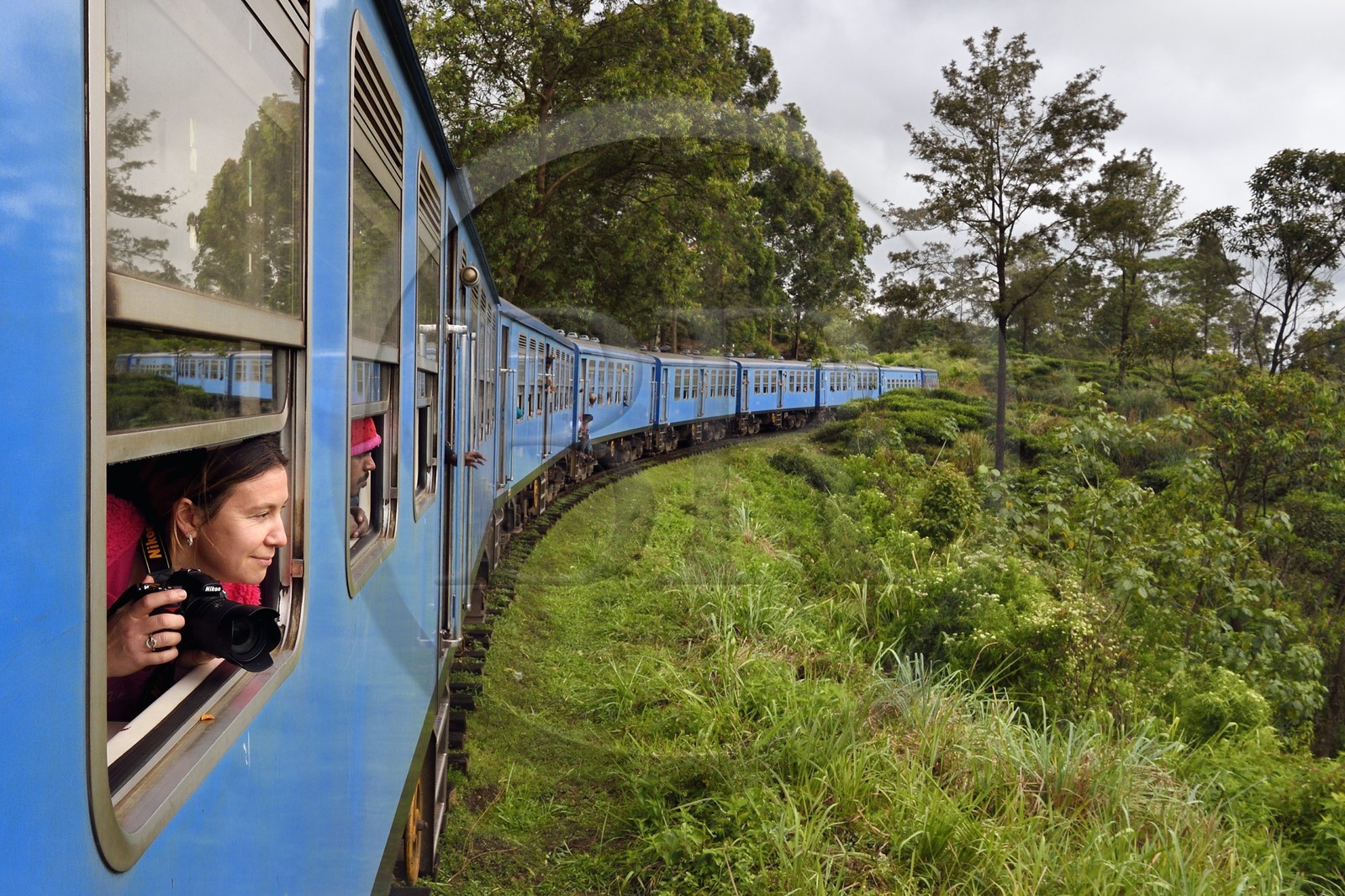 Sri Lanka, Central Province, the popular scenic train ride through the tea growing hill country between Hatton and Ella, tea plantations around Watagoda