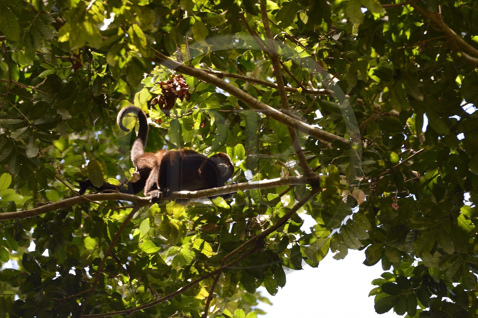 Panama, Chiriqui province, Gulf of Chiriqui National Marine Park, Isla Palenque, golden-mantled howler monkey (Alouatta palliata palliata)