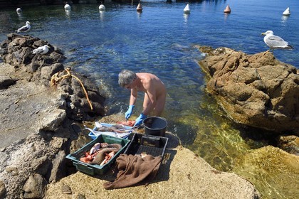France, Var (83), Iles d'Hyères, Parc national de Port Cros, Ile du Levant, domaine naturiste d'Héliopolis, François qui est naturiste, nettoie les poissons pour le restaurant Le Gambaro dans les rochers qui bordent le port sous le regard très intéressé de goélands