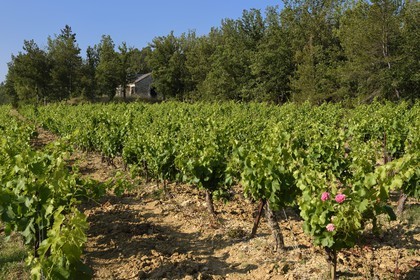 France, Var (83), Provence Verte, Bras, vers Saint-Maximin-la-Sainte-Baume, la maison d'hotes Le Peyrourier - une campagne en Provence, chapelle templière