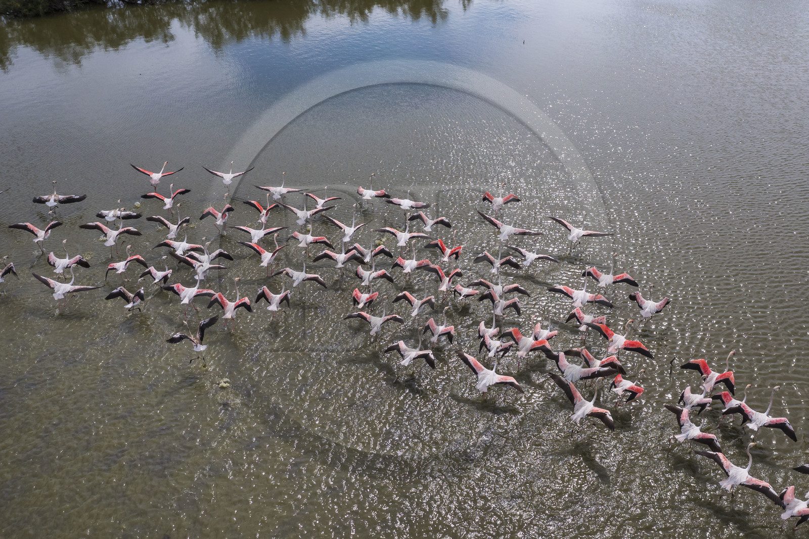 France, Gard (30), Vauvert, la Petite Camargue, réserve naturelle régionale du Scamandre, envol de flamants roses (Phoenicopterus roseus)(vue aérienne)