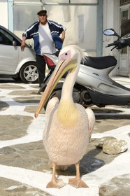 Grèce, Les Cyclades, mer Égée, île de Mykonos, Chora (Mykonos town), le pélican est devenu la mascotte de la ville