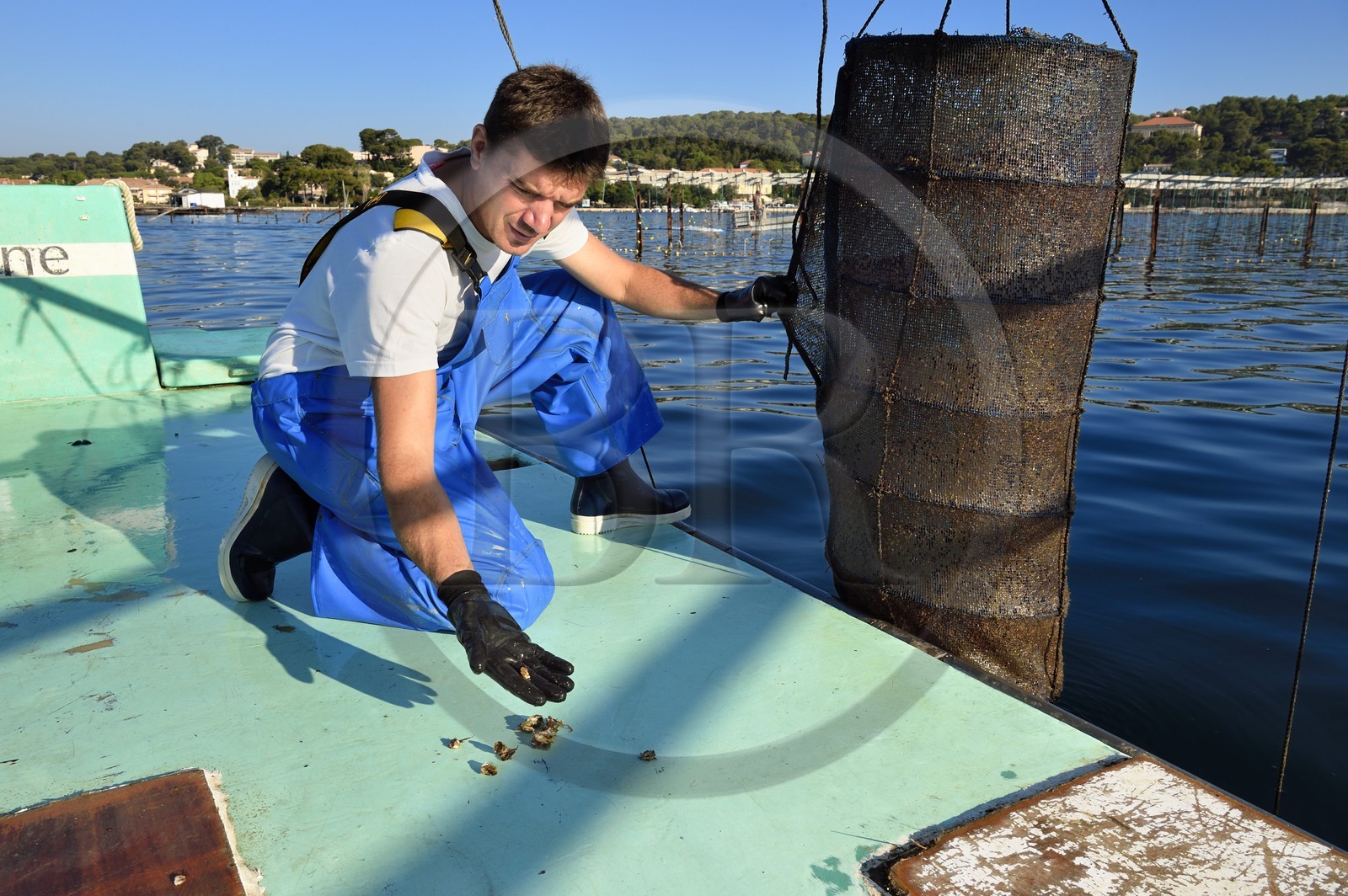 France, Var (83), La Seyne-sur-Mer, l'ostréiculteur Jean Christophe Giol dans la baie de Tamaris, lanterne qui est une nurserie pour jeunes huitres