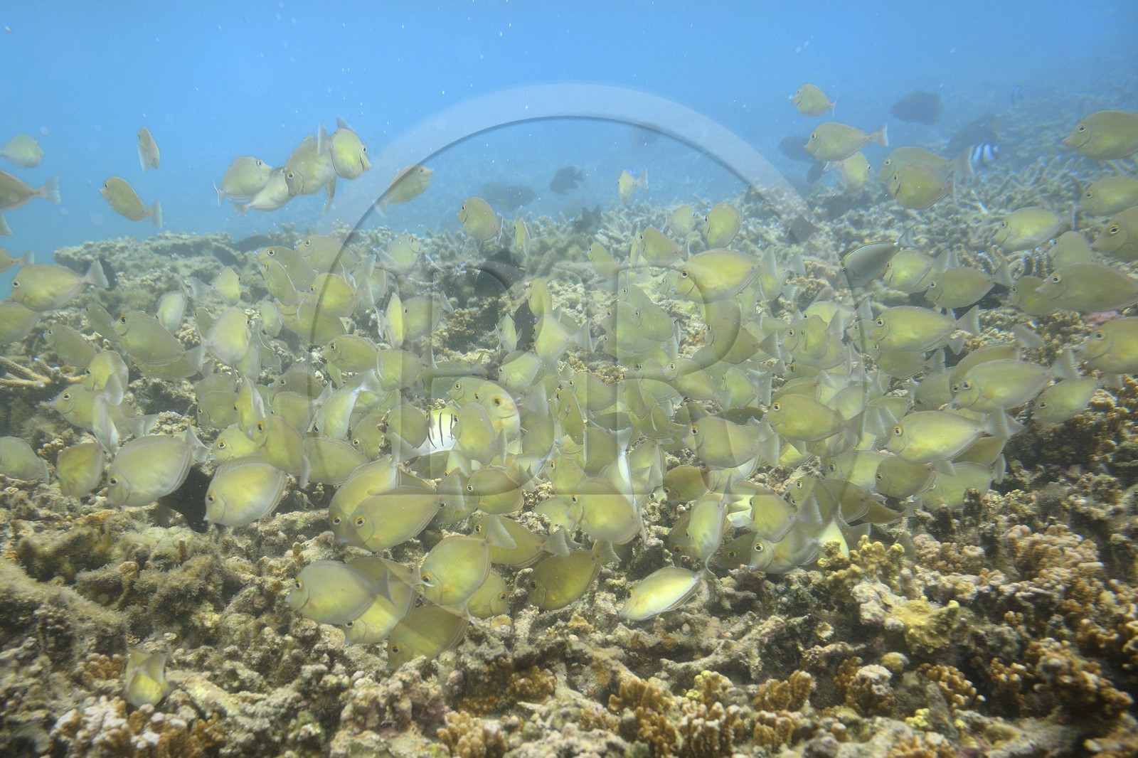 France, Ile de la Reunion, Côte Ouest, Saint-Gilles-Les-Bains (commune de Saint-Paul), le récif corallien du lagon de l'Ermitage et de La Saline-Les-Bains (vue sous-marine)
