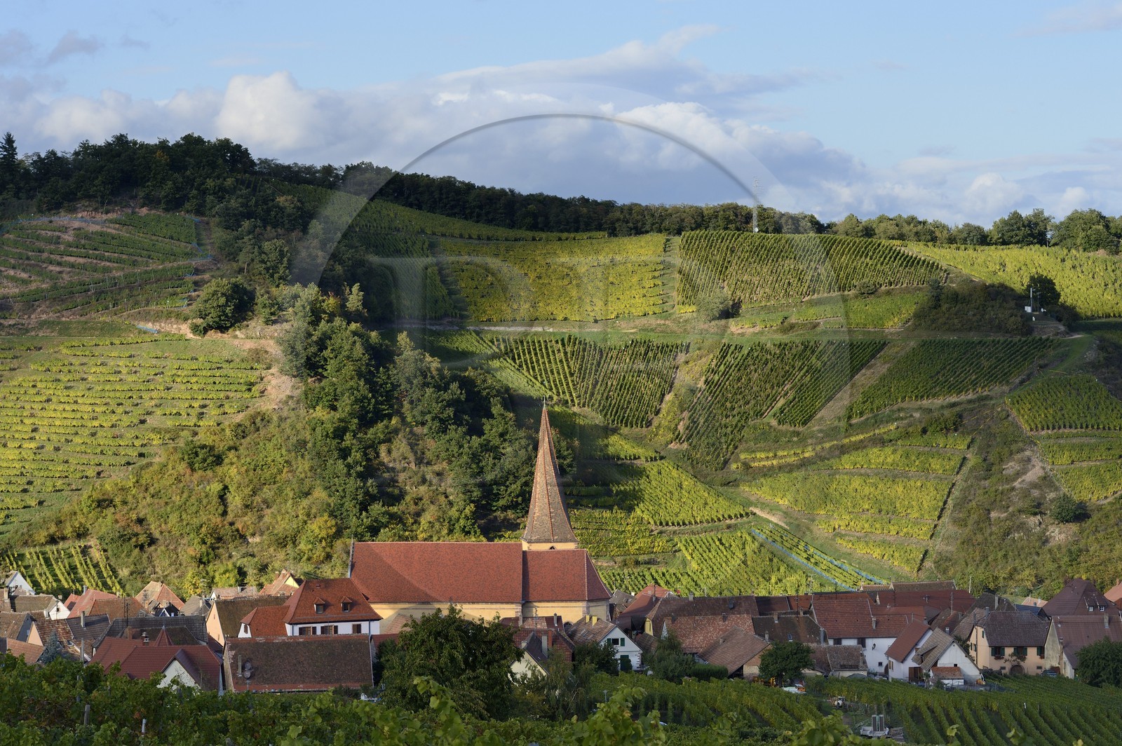 France, Haut-Rhin (68), Route des Vins d'Alsace, Niedermorschwihr, le village entouré par le vignoble et son église à clocher tors