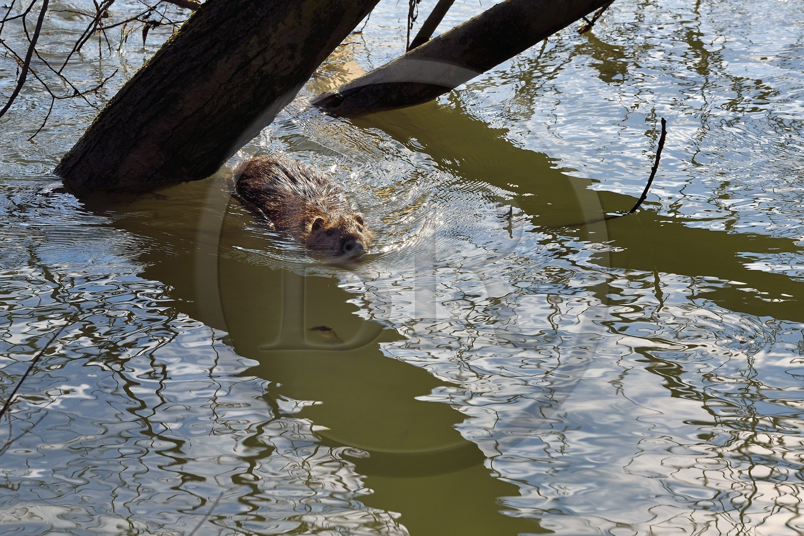 France, Val de Marne, the Marne riverside, Bry sur Marne, coypu also known as the nutria (Myocastor coypus)