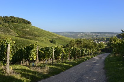 Luxembourg, district de Grevenmacher, région de la Moselle, le vignoble mosellan autour du village de Wintrange (Wintringen)