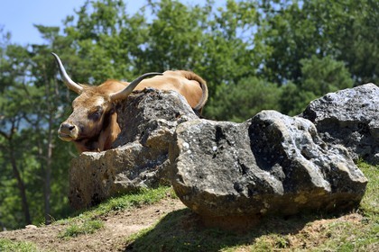France, Dordogne (24), Perigord Noir, vallée de la Vézère, Thonac, Le Thot, espace Cro-Magnon, aurochs de Heck ou aurochs reconstitué