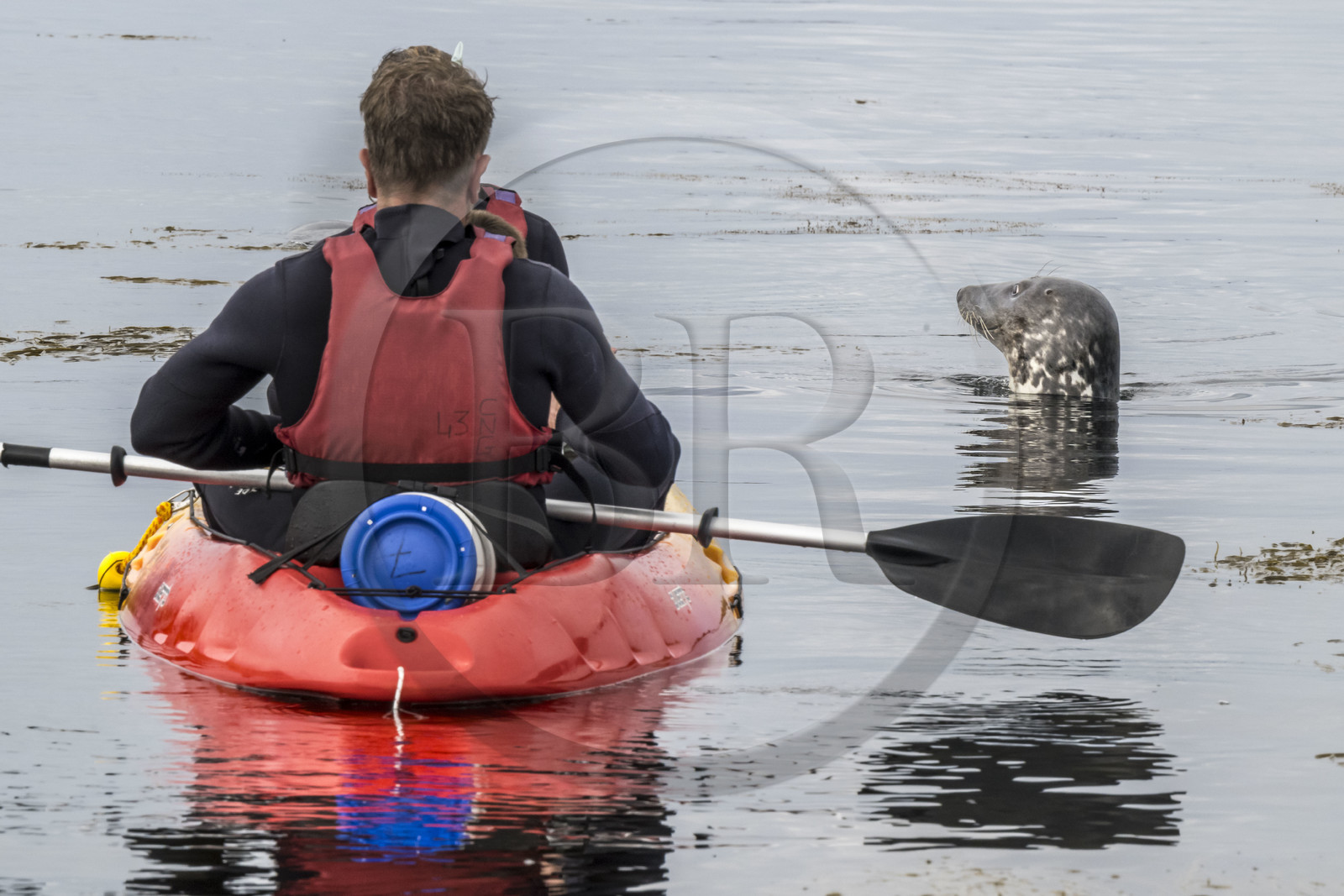 France, Finistère (29), Penmarch, archipel des Étocs, sortie en kayak du Centre nautique du Guilvinec à la découverte du phoque gris (halichoerus grypus) dans les rochers à marée basse