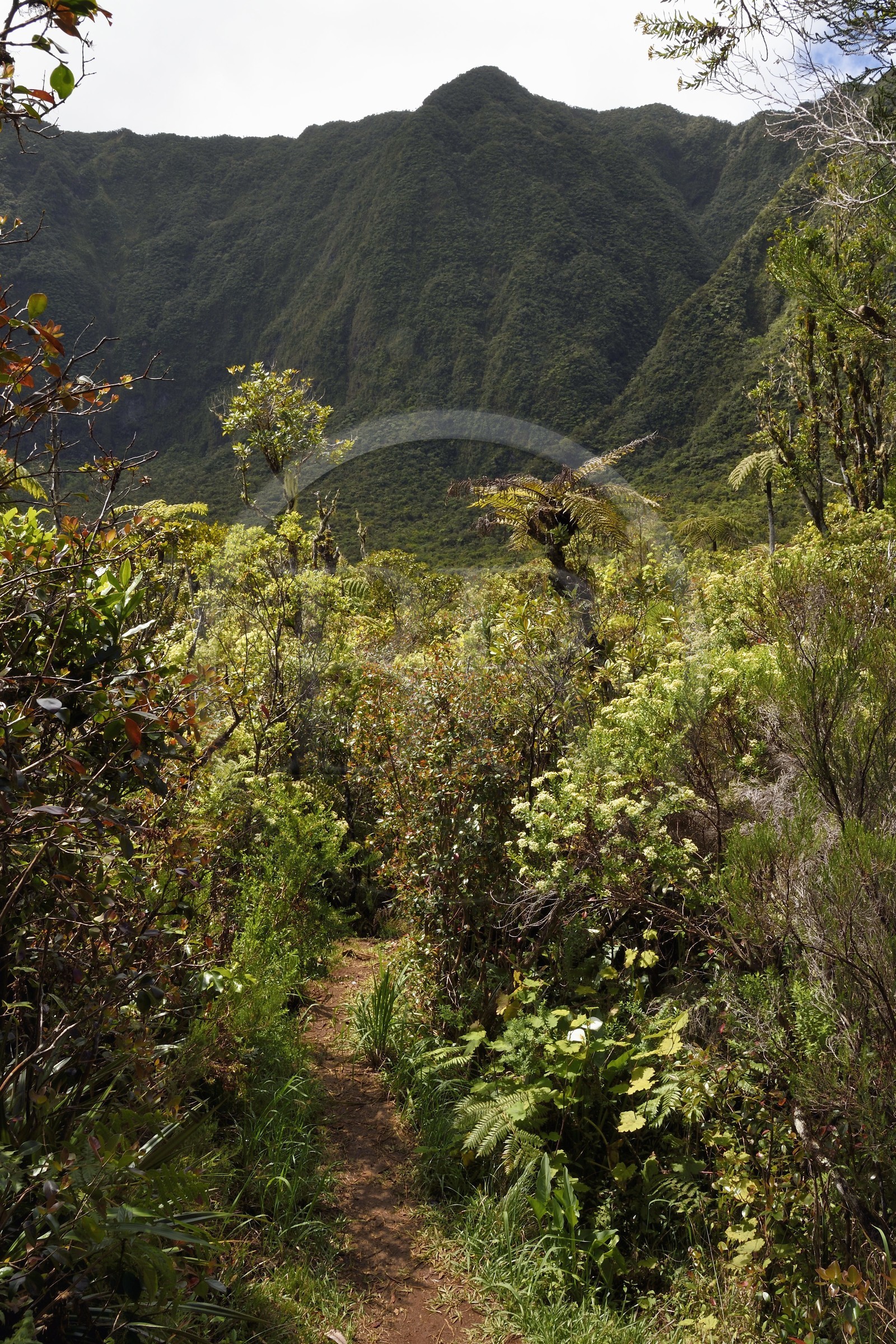 France, Ile de la Reunion, Parc National de la Réunion classé Patrimoine Mondial de l'UNESCO, La Plaine des Palmistes, forêt de Bébour, sentier de randonnée Cassé de Takamaka