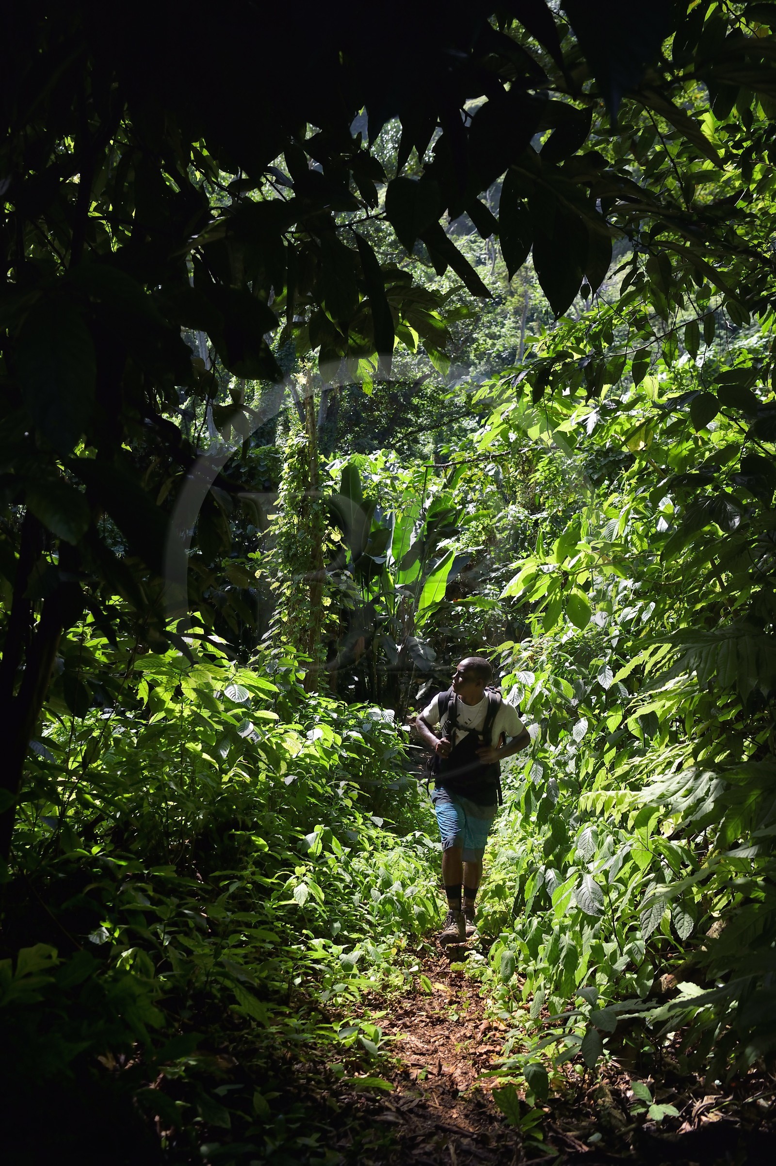 Caraïbes, Ile de la Dominique, randonneurs sur le segment 13 du Waitukubuli National Trail dans le nord de l'île entre Pennville et Capuchin au lieu dit Grand Fond