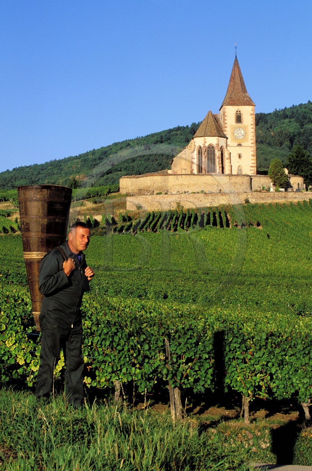 France, Haut Rhin, the Alsace wine road, Hunawihr Village, labelled Les Plus Beaux Villages de France (The Most Beautiful Villages of France), Christophe Kurtz grape picker with a wooden basket on his bac