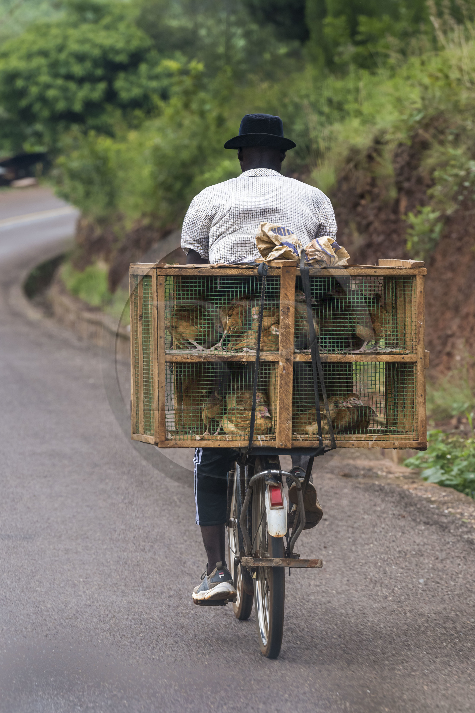 Rwanda, Province de l’Est, Kabarondo, transport de poulets sur bicyclette sur la route de l'Akagera, les bicyclettes sont le principal moyen de transport local
