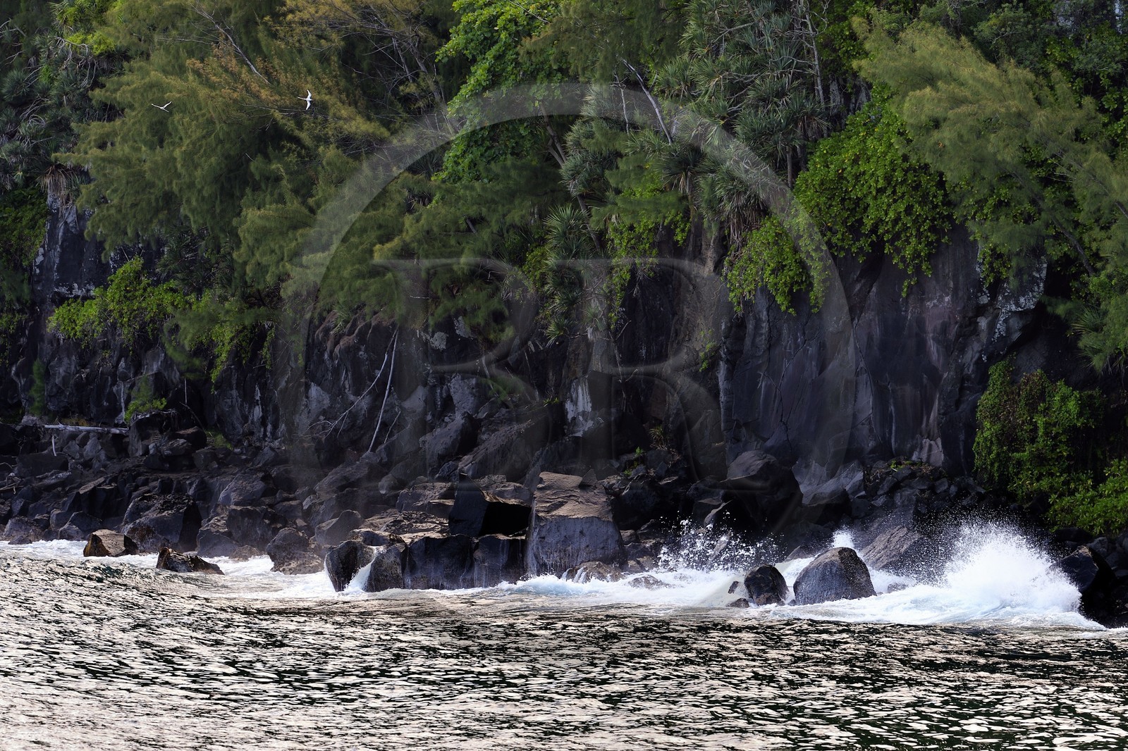 France, Ile de la Reunion, Parc national de La Réunion, classé Patrimoine Mondial de l'UNESCO, Sainte-Rose, anse des Cascades, Paille en queue ou Phaéton à bec jaune (Phaethon lepturus) volant au dessus des récifs