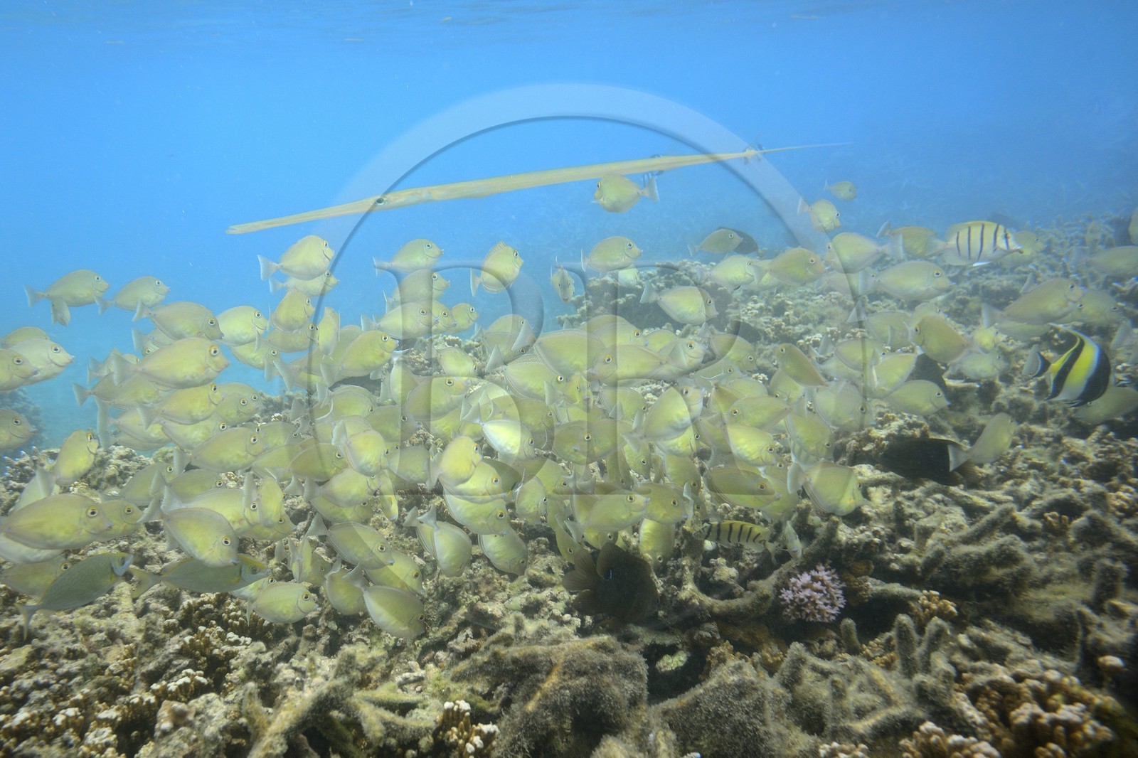 France, Ile de la Reunion, Côte Ouest, Saint-Gilles-Les-Bains (commune de Saint-Paul), le récif corallien du lagon de l'Ermitage et de La Saline-Les-Bains, poisson trompette  (Aulostomus chinensis) (vue sous-marine)