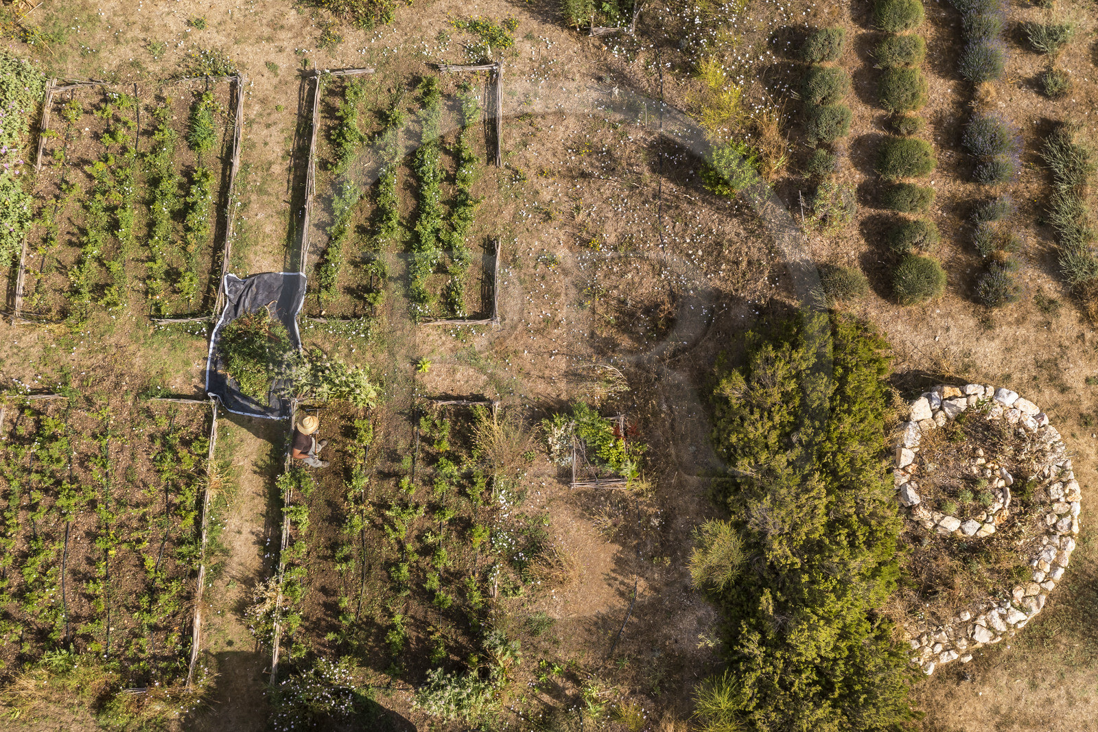 France, Alpes-Maritimes (06), Mouans-Sartoux, Jardins du Musée International de la Parfumerie​ (MIP) (vue aérienne)