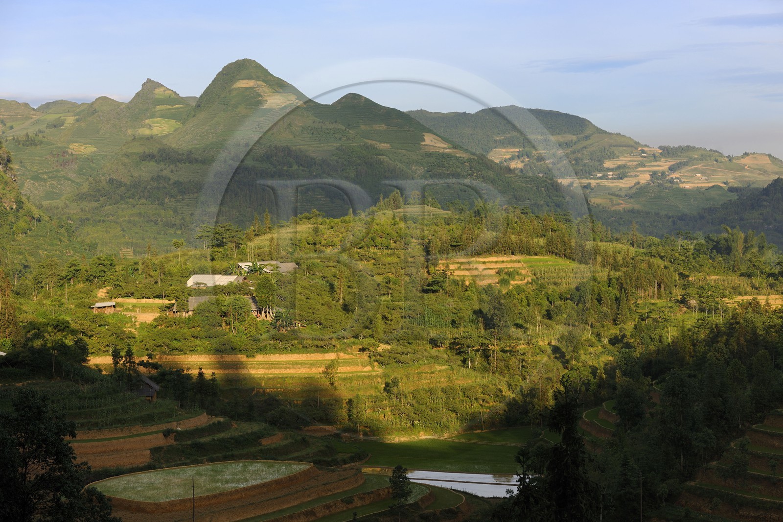 Vietnam, province de Lao Cai, région de Bac Ha, fermes entourées de cultures de maïs et de rizières