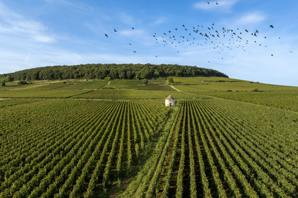 France, Cote d'Or, Climats terroirs of Burgundy listed as World Heritage by UNESCO, Route des Grands Crus, Cote de Beaune vineyard, Savigny-les-Beaune, winegrower's hut in the vineyards (aerial view)