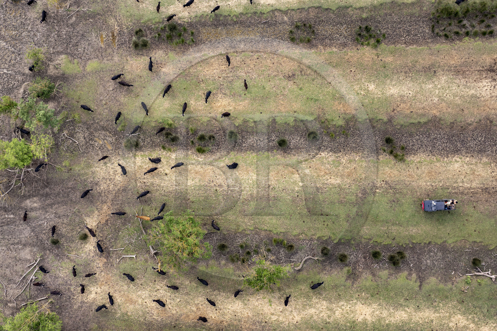 France, Gard (30), Saint-Gilles du Gard, manade Pierre Aubanel & fils, taureaux camarguais appelés Raço di Biou, visite de la propriété en 4x4 (vue aérienne)