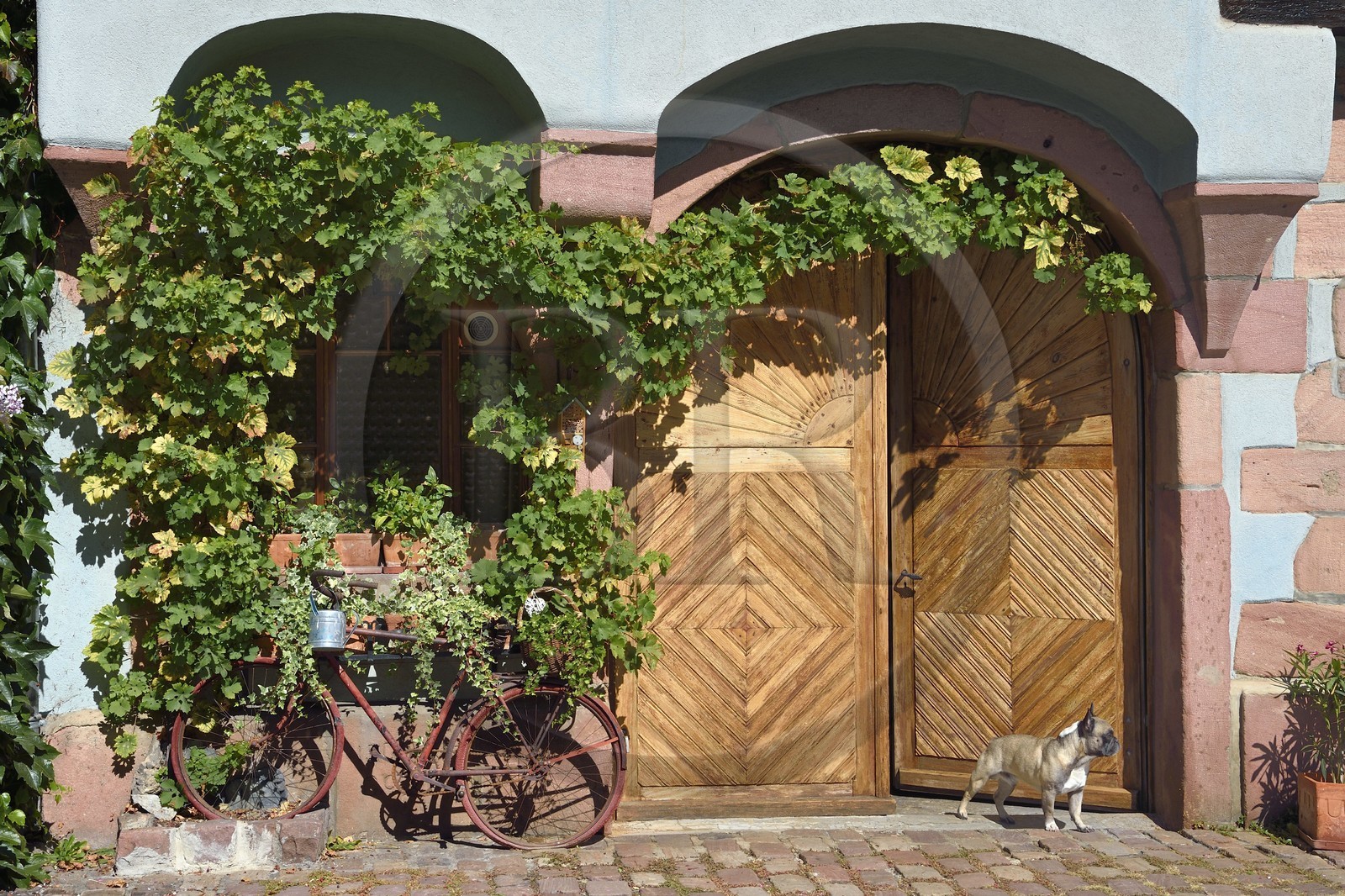 France, Haut-Rhin (68), Route des vins d'Alsace, Bergheim, chien devant sa maison