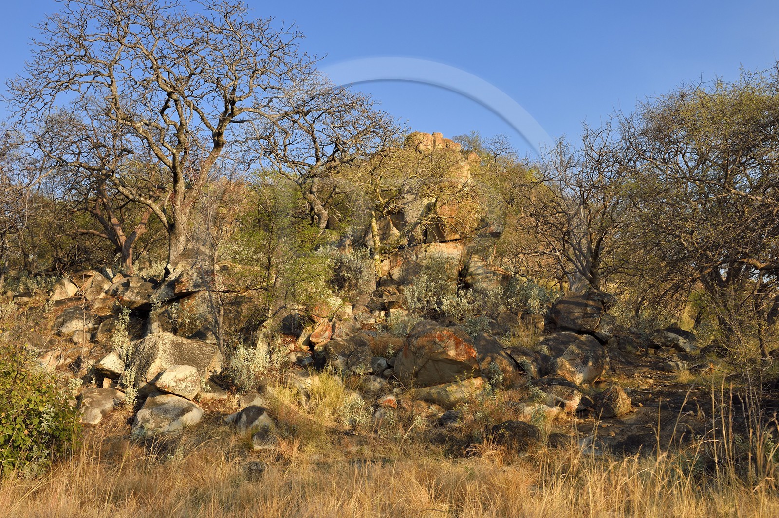 Zimbabwe, province de Matabeleland méridional, Matobo ou Matopos Hills National Park, classé Patrimoine Mondial de l'UNESCO, chaos rocheux