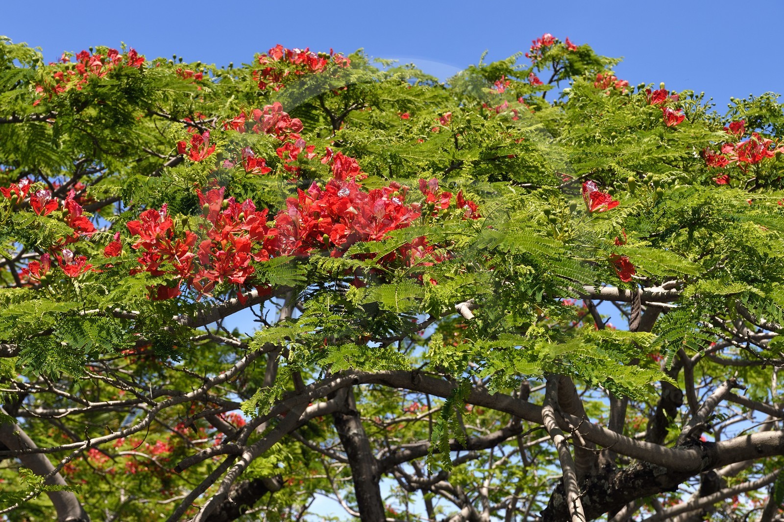 France, Ile de la Reunion, flamboyant (delonix regia) en fleurs