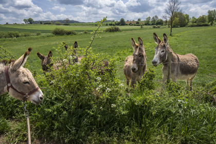 France, Haute-Loire (43), Bargettes, randonnée avec un âne sur le chemin de Stevenson (GR 70), l'âne Anatole rencontre des congénères