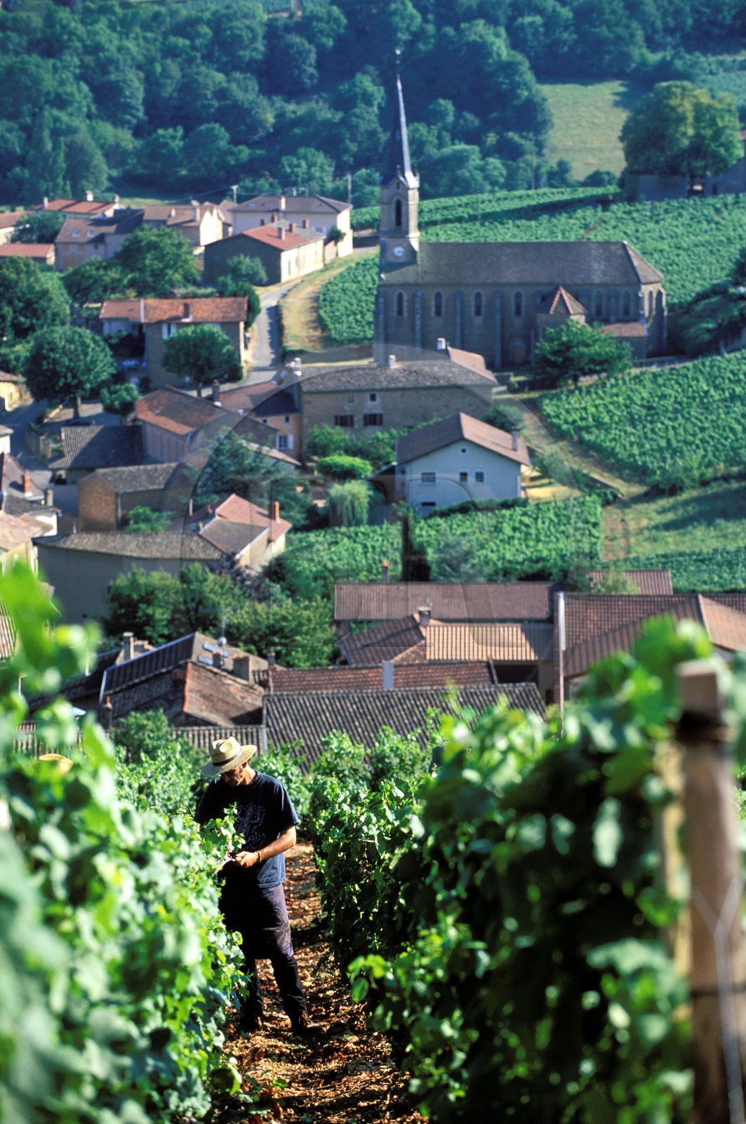 France, Saone et Loire, village of Vergisson and the roche de Solutre (Solutre Rock), work in the vineyard