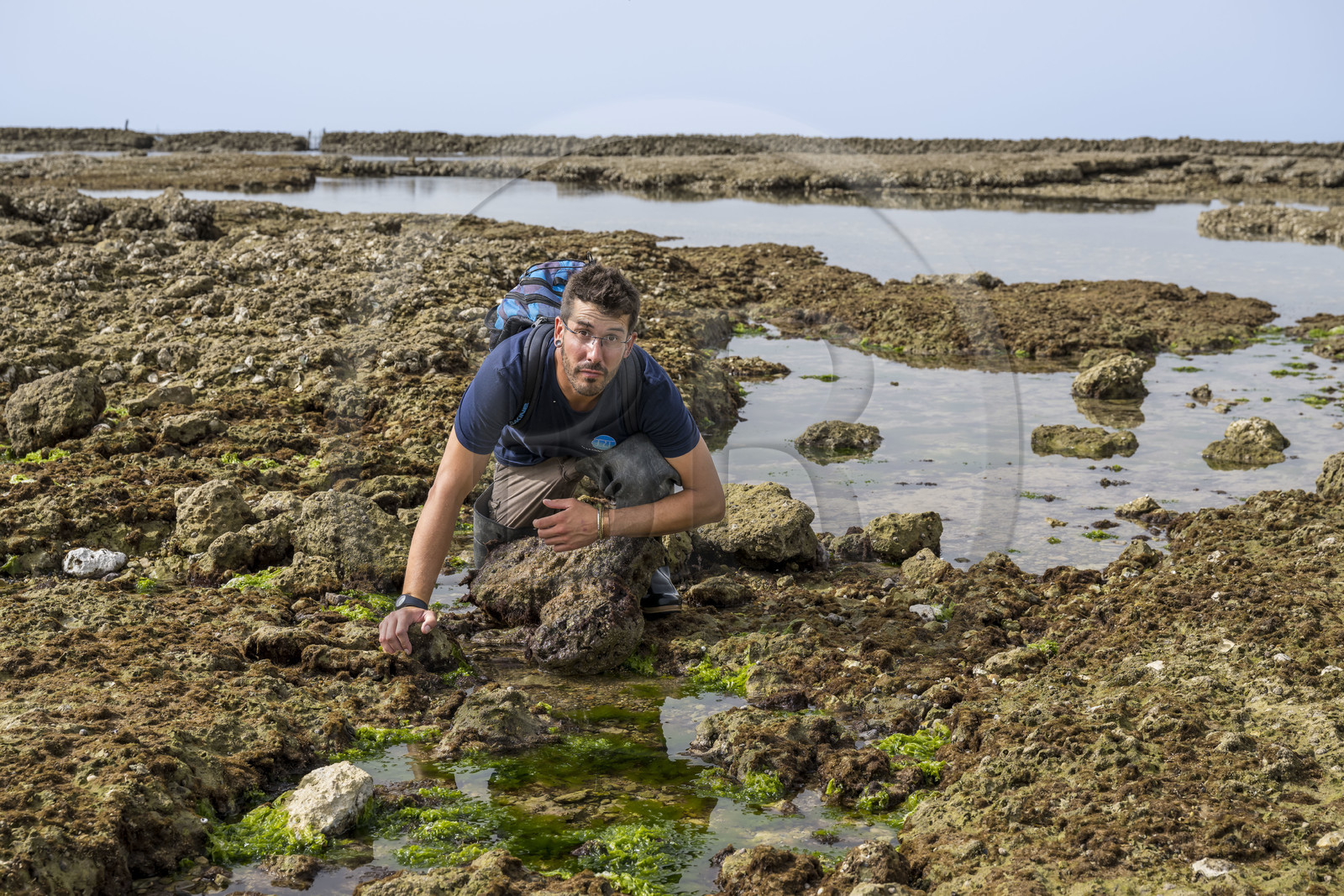 France, Charente-Maritime (17), Ile d'Oléron, Saint-Georges-d'Oléron, sur l’estran de la plage des Sables Vignier à marée basse, Zacharie Gaudin chercheur en physiologie végétale et animateur nature à IODDE
