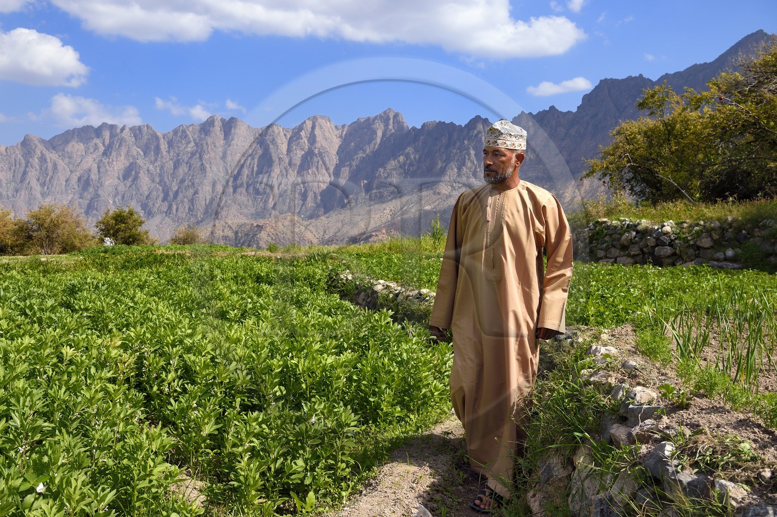 Sultanat d'Oman, Gouvernorat d'Al-Batina du Sud, Hajar occidental, Wadi Mistall, village de Wakan (Wukan), homme en habit traditionnel dans les cultures en terrasse qui dominent le village, champs de fèves et lentilles