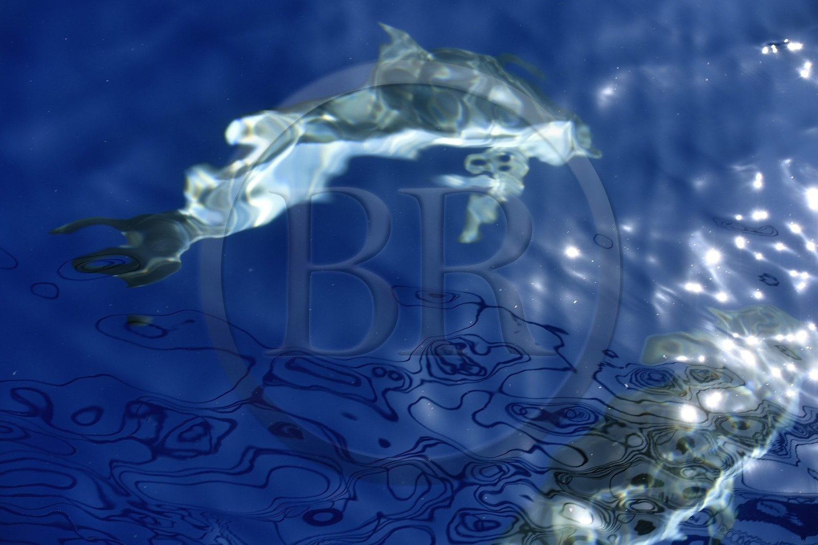 France, Alpes-Maritimes, Saint Jean Cap Ferrat, Pelagos Sanctuary for Mediterranean Marine Mammals, striped dolphin (Stenella coeruleoalba)