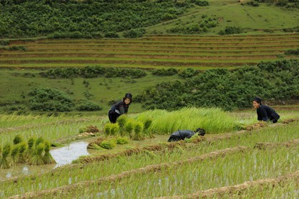 Vietnam, Lao Cai province, Sapa district, Ta Phin valley,  rice plantations in terraces, Black Hmong minority women pricking out the rice