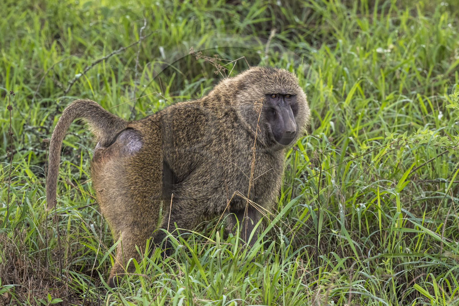 Rwanda, Akagera National Park, olive baboon (Papio anubis)