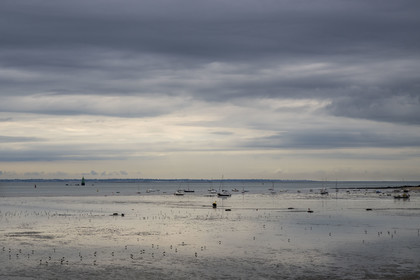 France, Loire-Atlantique (44), Estuaire de la Loire, Saint-Nazaire, la plage Villes Martin à marée basse, tourne-pierre à collier (Arenaria interpres)