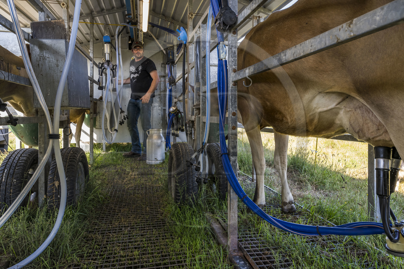 France, Finistère (29), Mer d'Iroise, Ile d'Ouessant, Thomas et Marie Richaud éleveurs de la ferme Les vaches aux 4 vents, traite en paturage mobile