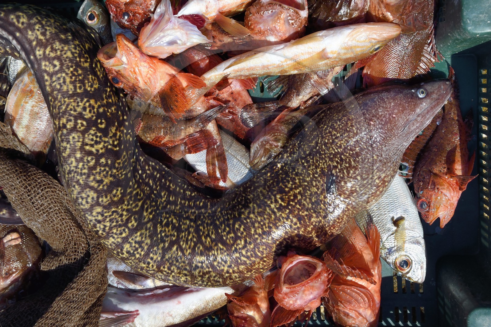 France, Var (83), Iles d'Hyères, Parc national de Port Cros, Ile du Levant, domaine naturiste d'Héliopolis, pêche du jour