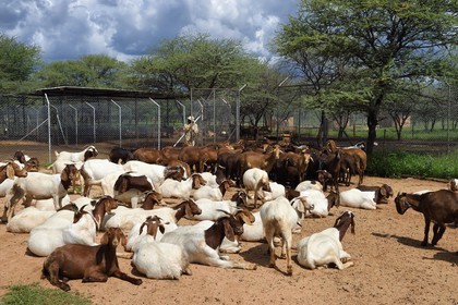Namibie, Otjiwarongo, Cheetah Conservation Fund, centre de recherche et d'éducation, élevage de chèvres Boer