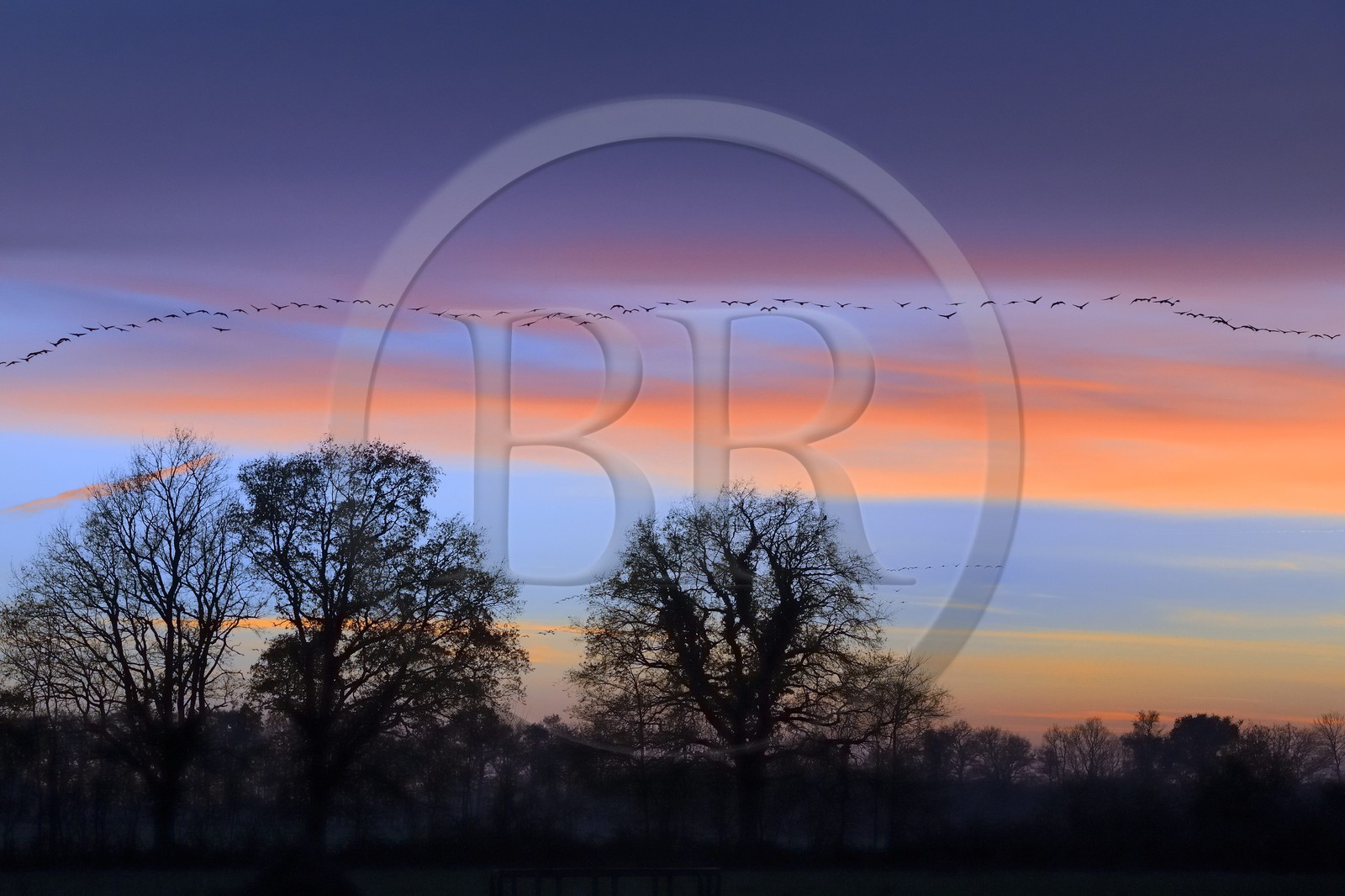 France, Indre (36), le Berry, parc naturel régional de la Brenne, Rosnay, étang de la Mer Rouge, grue cendrée (grus grus), vol au coucher de soleil